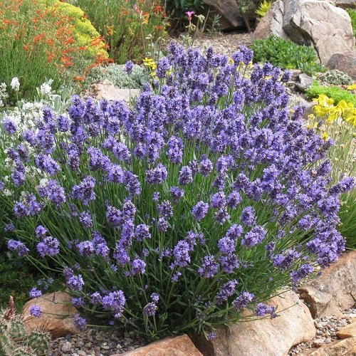 Best Types of Lavender 14