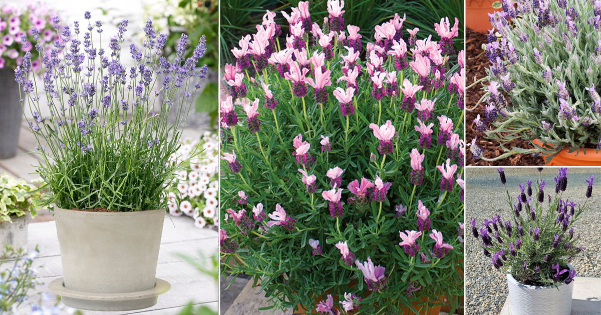 32 Best Types of Lavender | Lavender Varieties | Balcony Garden Web