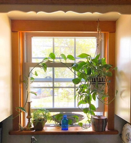 32 Beautiful Indoor Privacy Ideas with Plants 15