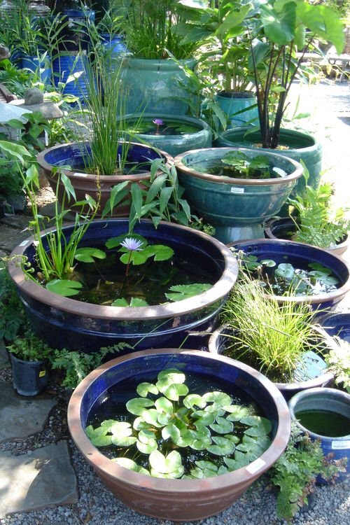 Indoor Plants in Water Garden Ideas 3