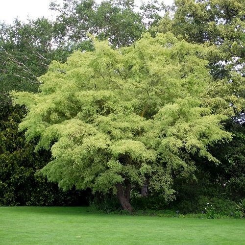 Types of Elm Trees 6