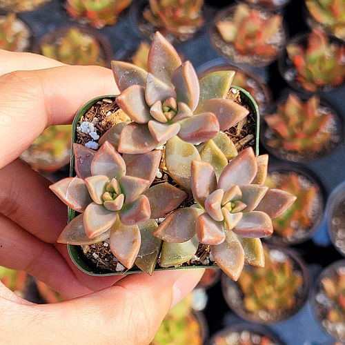 Best Graptosedum Varieties 3