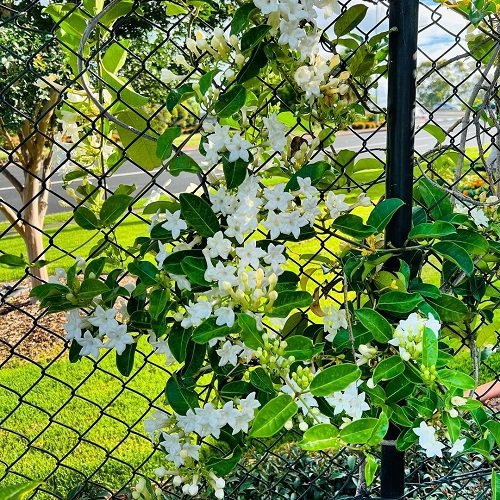 Vines with White Flowers 5