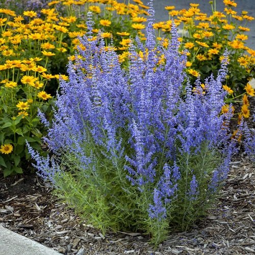 Varieties of Sage to Plant in Your Garden 