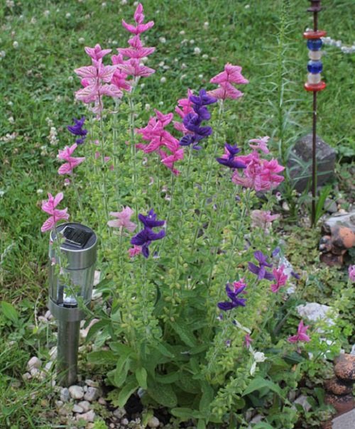 Different Types of Sage to Plant in Your Yard