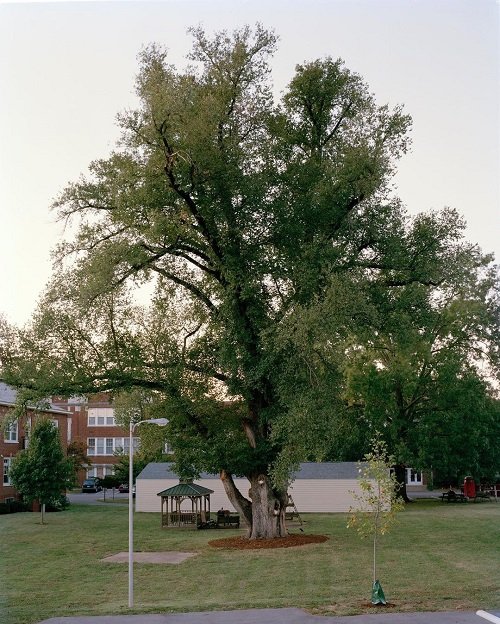Types of Elm Trees 8