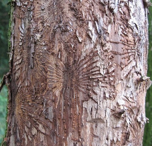 Types of Elm Trees 4