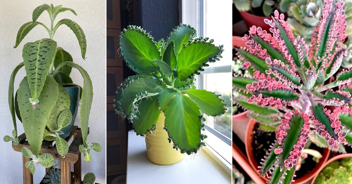 9 Unique Mother Of Thousand Varieties You Should Grow Once2 