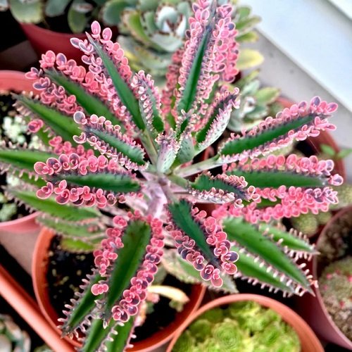 Best Mother of Thousands Variety 8