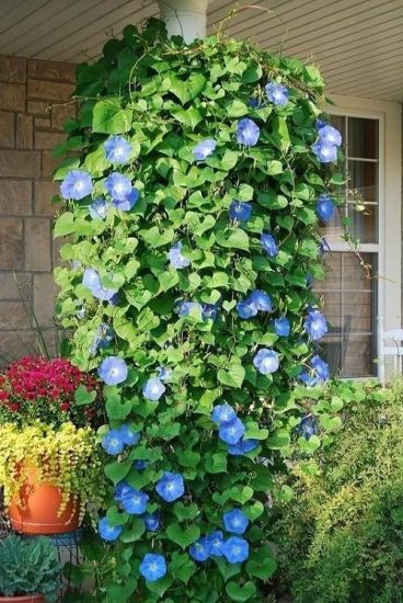 17 Best Plants for Front Door According to Various Cultures