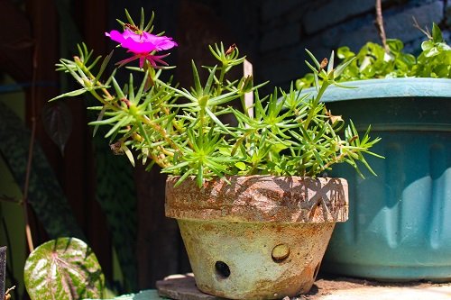 Best Portulaca Growing Tips | Moss Rose Growing Secrets 3