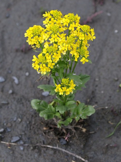 33 Weeds with Yellow Flowers | Common Yellow Weeds 5