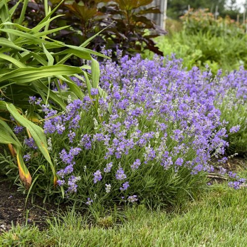 Best Types of Lavender 13