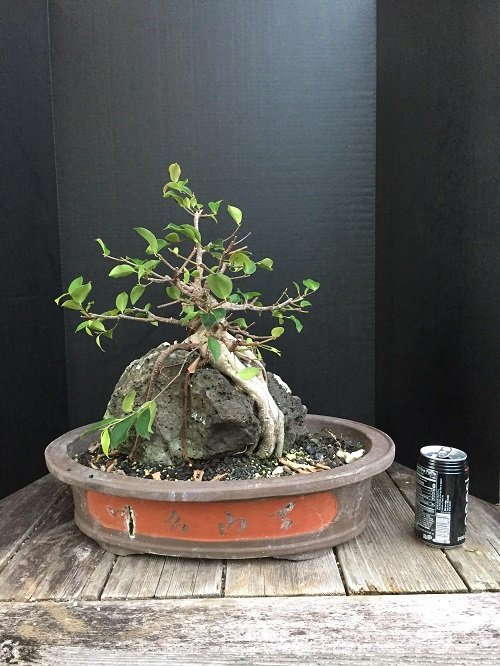 How to Grow a Bonsai on Rocks 4