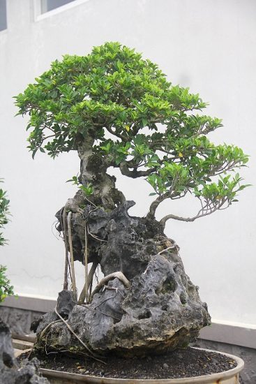 How to Grow a Bonsai on Rocks | Bonsai on Rocks Pictures