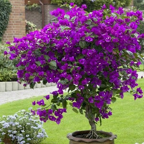 36 Types of Violet Flowers | Best Violet Color Flowers 14