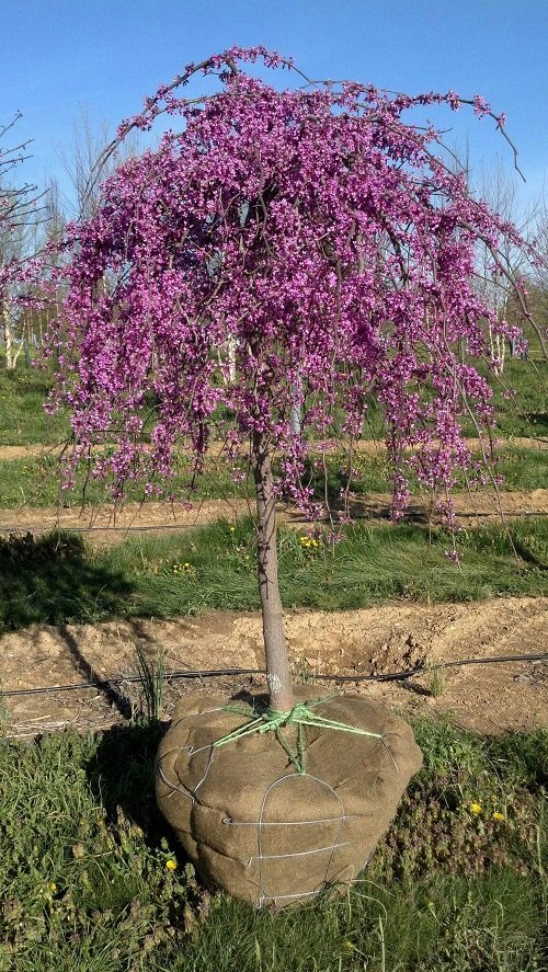 Trees with Purple Flowers 9