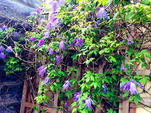 Best Clematis With Blue Flowers 5