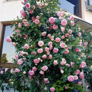 29 Beautiful Bushes with Pink Flowers | Pink Flowering Shrubs