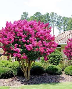 29 Beautiful Bushes with Pink Flowers | Pink Flowering Shrubs