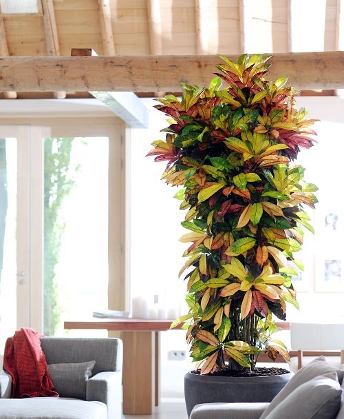 12 Best Places to Keep Croton Plants in Home 2