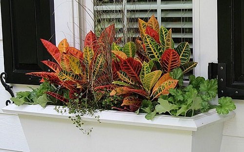 12 Best Places to Keep Croton Plants in Home