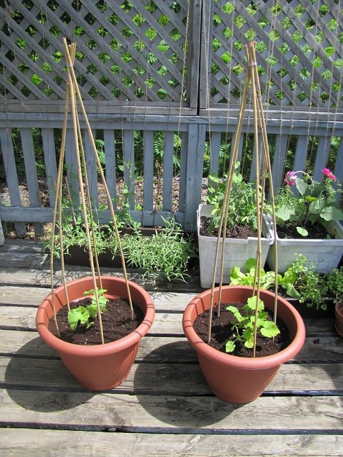 DIY Plant Trellises for Pots 4