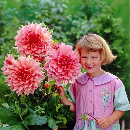 Plants that Grow Big and Huge Flowers 4