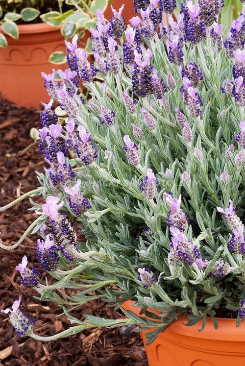 Best Types of Lavender 12