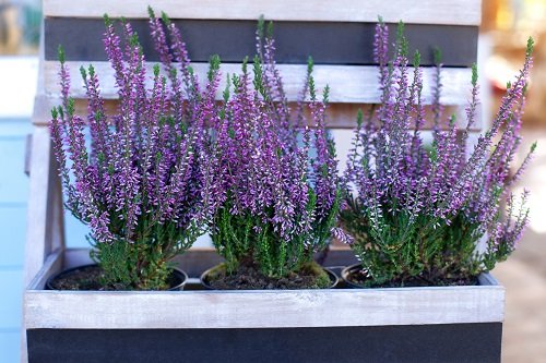 36 Types of Violet Flowers | Best Violet Color Flowers 16