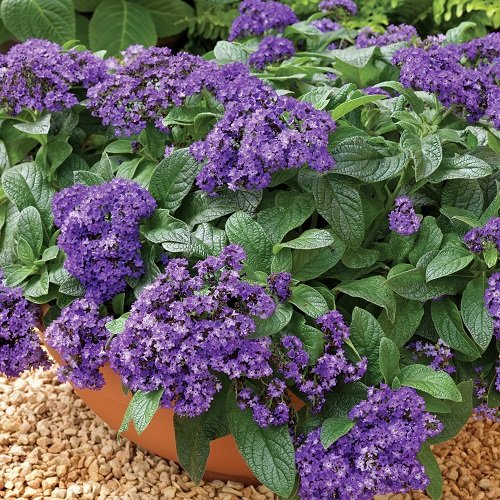 36 Types of Violet Flowers | Best Violet Color Flowers 5