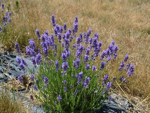 Types of Lavender 