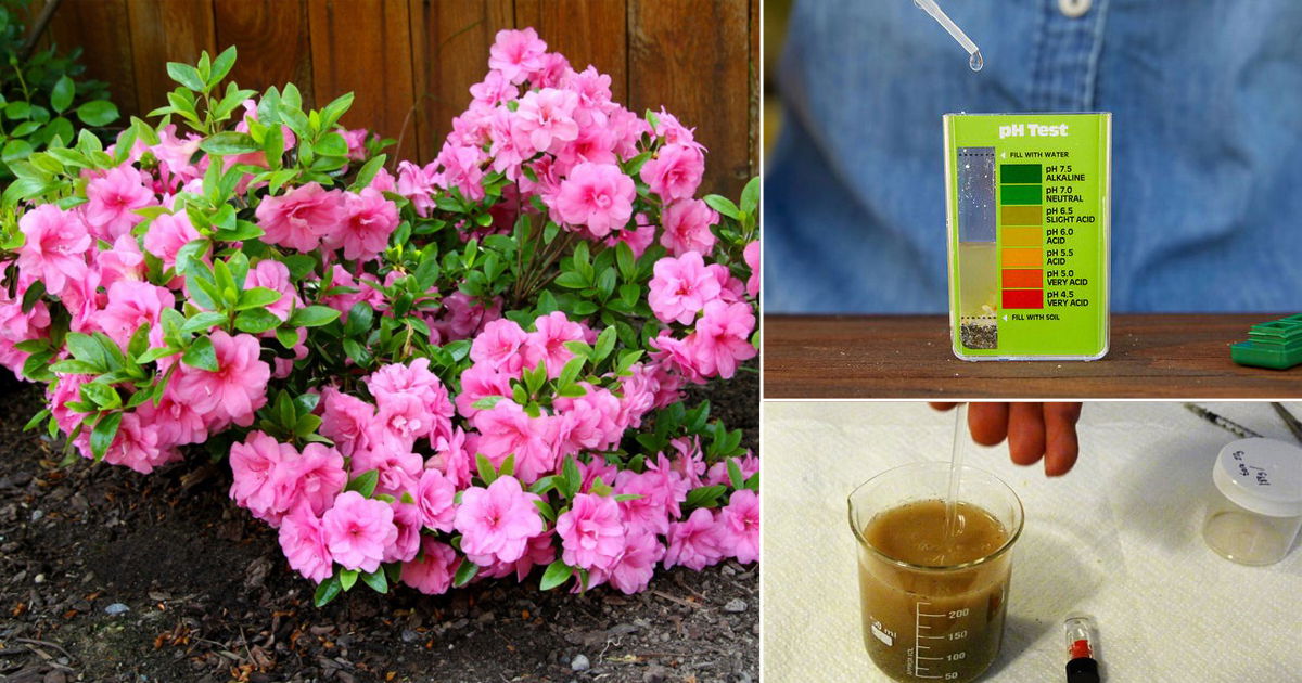 How to Check Your Soil pH at Home Balcony Garden 