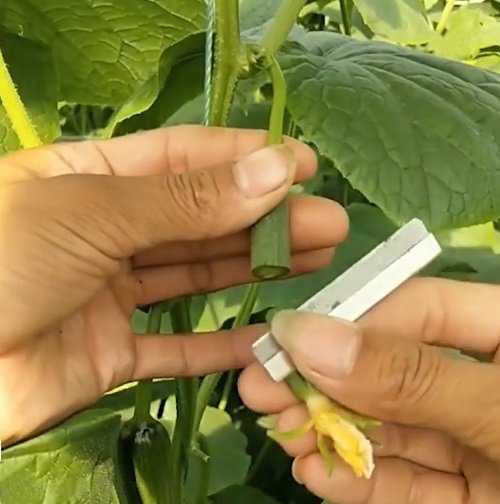 How to Grow Cucumbers in Unique Shapes