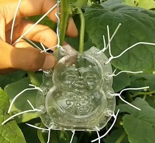 How to Grow Cucumbers in Unique Shapes 2
