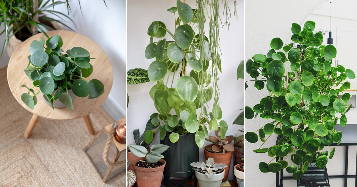 indkomst udtrykkeligt Puno Pilea peperomioides Care | How to Grow Chinese Money Plant