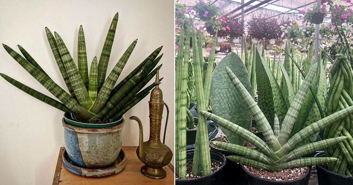 How to Grow Starfish Sansevieria Easily | Growing Sansevieria ...