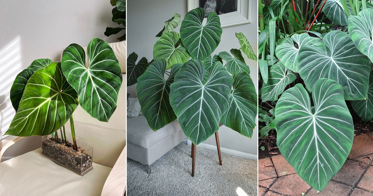 how-to-grow-philodendron-gloriosum-philodendron-gloriosum-care