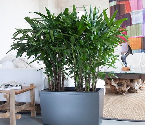 32 Beautiful Indoor Privacy Ideas with Plants 7
