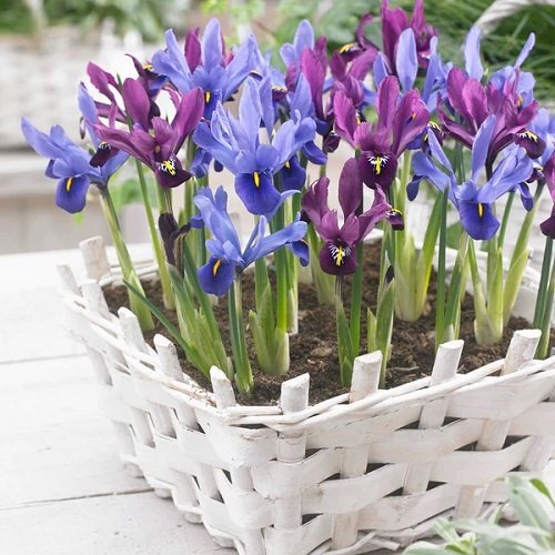 36 Types of Violet Flowers | Best Violet Color Flowers 9