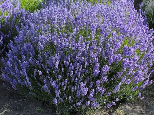 Best Types of Lavender 7