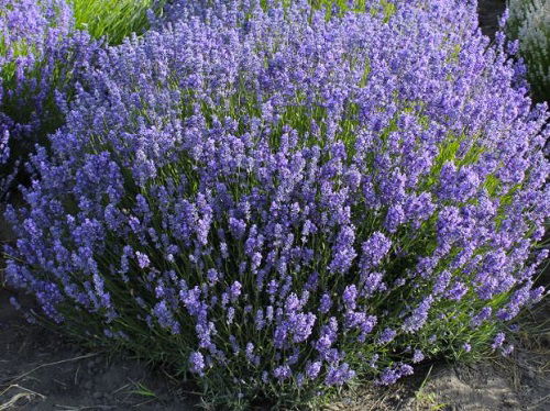 Best Types of Lavender 7