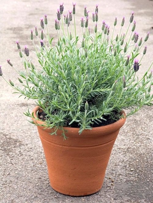 Types of Lavender in pot