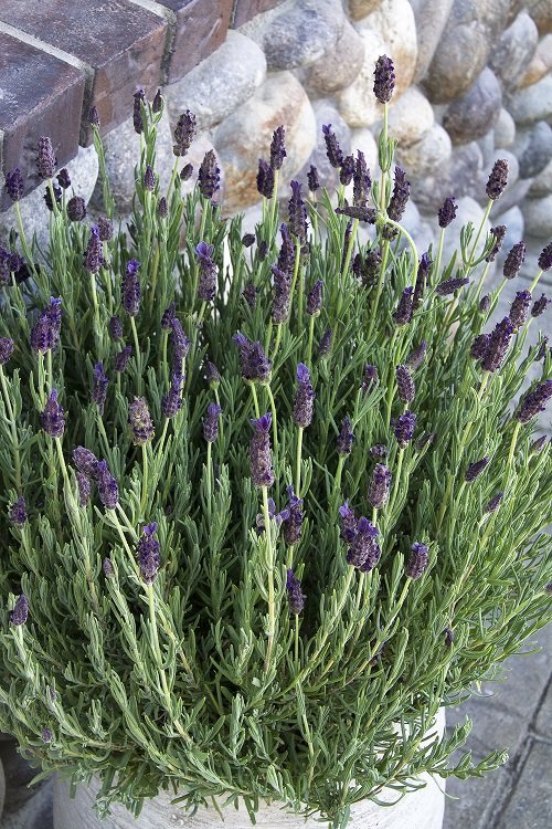 Best Types of Lavender 9