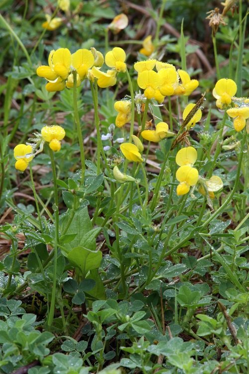 33 Weeds with Yellow Flowers | Common Yellow Weeds 