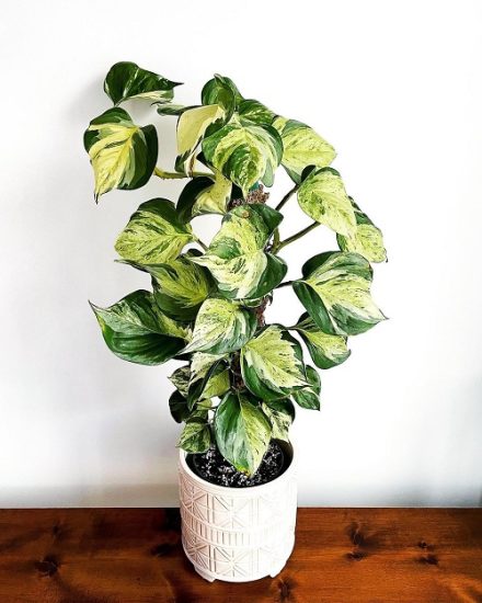 How To Grow Manjula Pothos Manjula Pothos Care   Manjula1 Pothos 440x550 