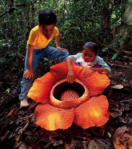 Plants that Grow Big and Huge Flowers