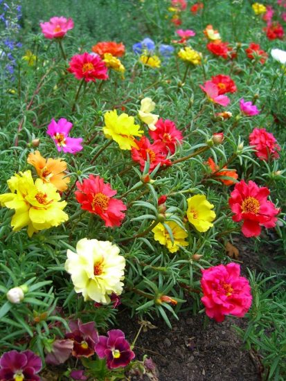 8 Best Portulaca Growing Tips | Moss Rose Plant Care