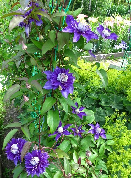 Best Clematis With Blue Flowers 4