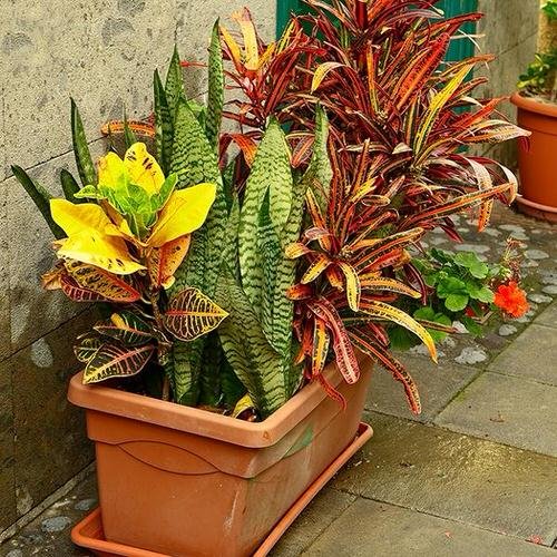 12 Best Places to Keep Croton Plants in Home 4